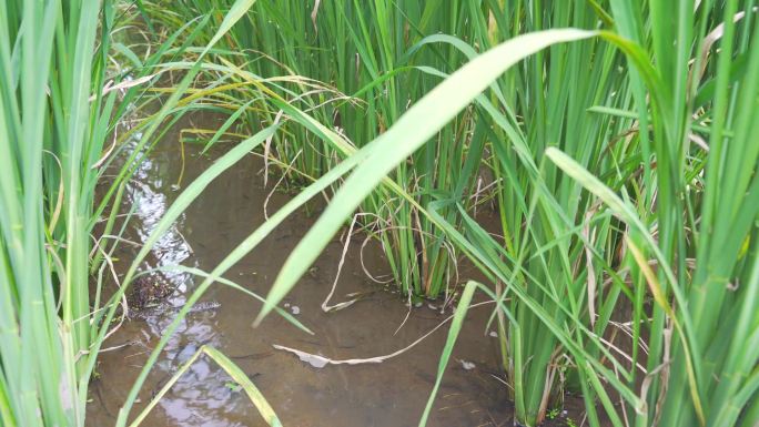 茭瓜 茭白 菰 植株 大田种植