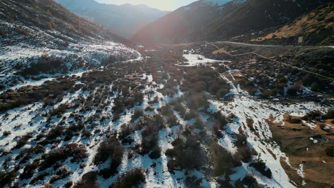 西藏雪地虫草采集地低矮灌木