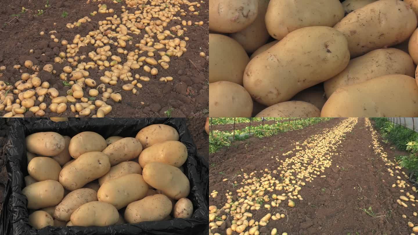 马铃薯 土豆 收获后 堆放 装框