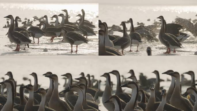 冬季河面上野生的大雁和野鸭在嬉戏飞翔觅食