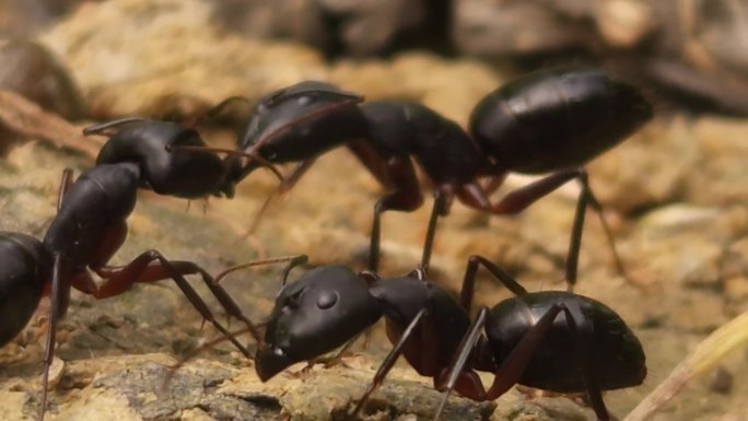 黑印第安木蚁在巢外。