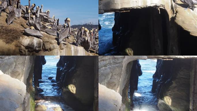 黃金海湾礁石野生大嘴鳥鵜鹕