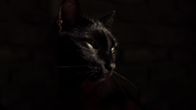黑猫黑背景黑色背景扭头转头暗夜精灵
