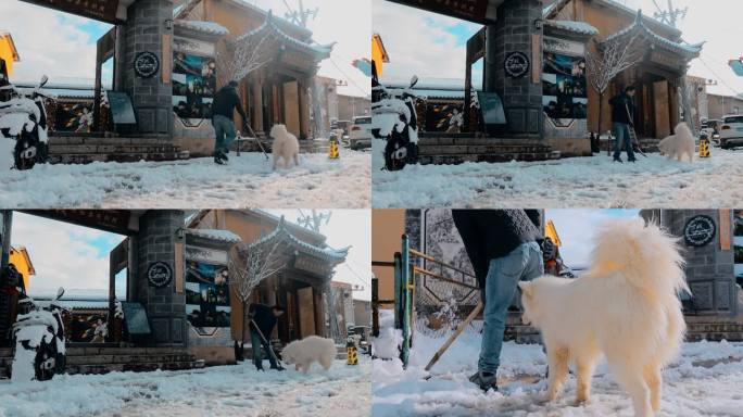云南景点香格里拉冬季藏区街道雪景小狗