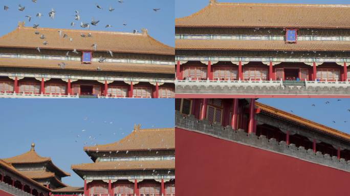 4K北京故宫午门鸽子120帧升格慢动作