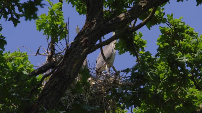 一对隐藏的灰色苍鹭栖息在树冠上的巢里