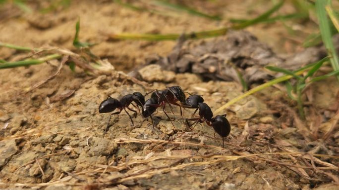 黑印第安木蚁在巢外。