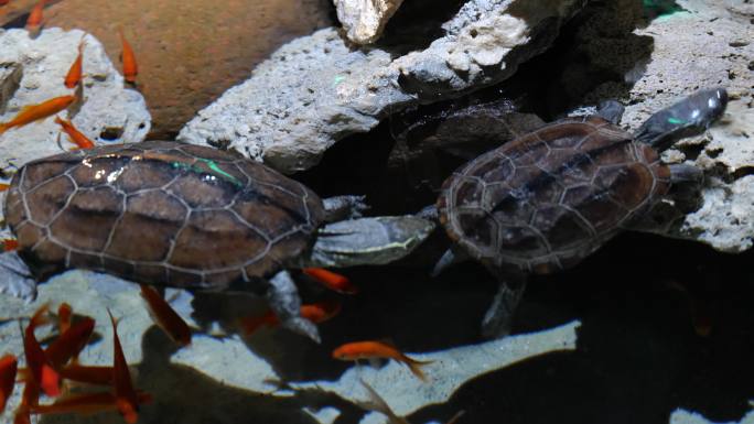 小乌龟水中观赏龟淡水龟