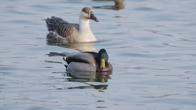 冬季河面上野生绿头鸭和大雁在嬉戏飞翔觅食