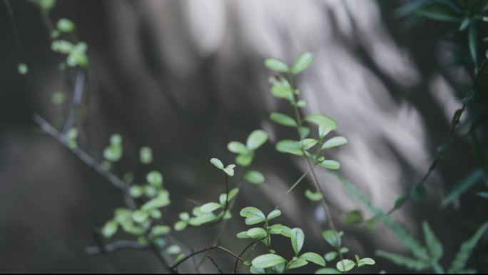 水面涟漪绿植景观微缩景观园艺园林艺术绿化