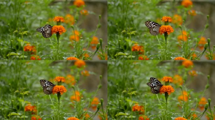 万寿菊花中的蝴蝶