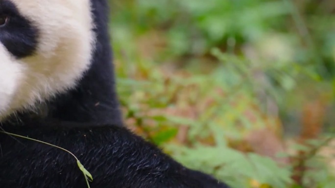 大熊猫吃竹子 熊猫妈妈和熊猫宝宝玩耍