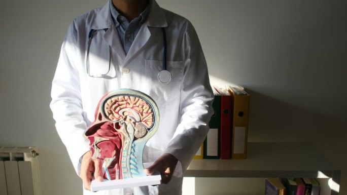 医生拿着带有大脑和颅部的人头模型。概念神经学，研究，研究人体和心理。