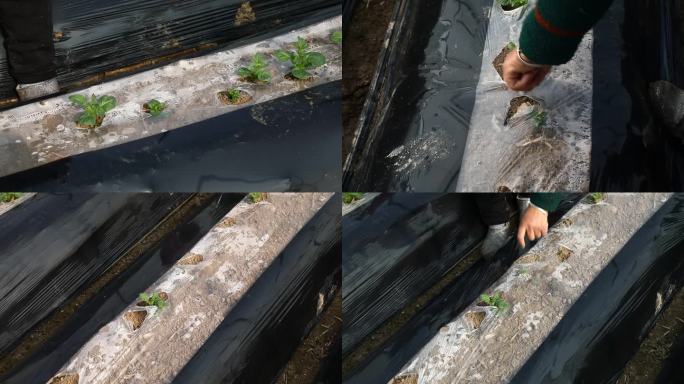 马铃薯 土豆 破膜 出苗