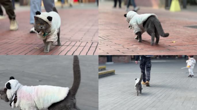 遛狗 溜猫 蓝猫 宠物 宠物猫 猫咪