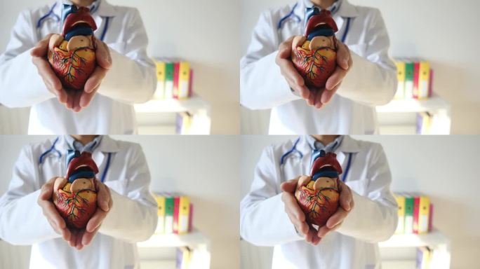 医生手里拿着心脏模型。与肥胖、糖尿病和运动有关的健康概念。