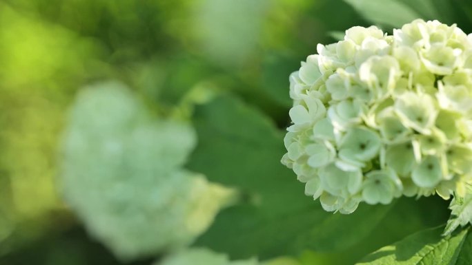 荚莲属的植物buldenezh。维杜鹃灌木的白色球。白色的绒球花