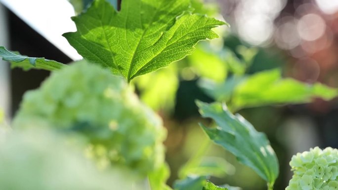 盛开的豆荚特写。在春天迷离的花园中，白色的绿球荚豆荚丛。