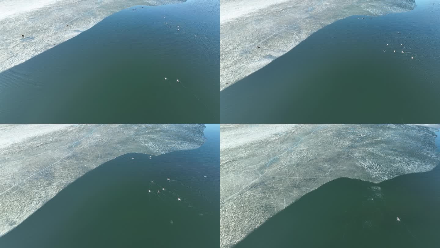 航拍初春呼伦贝尔冰河水中觅食的野鸭子