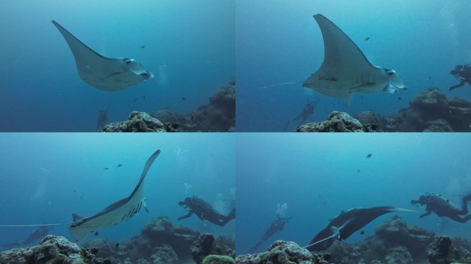 4k海洋生物魔鬼鱼特写水下摄影