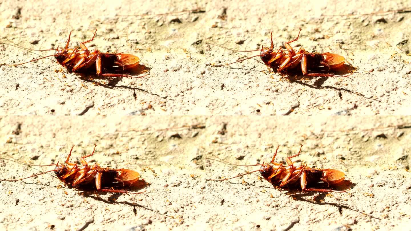蟑螂被小蚂蚁咬了