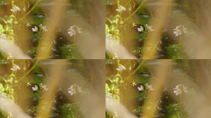 白色野花穿过池塘岸边的芦苇的镜头