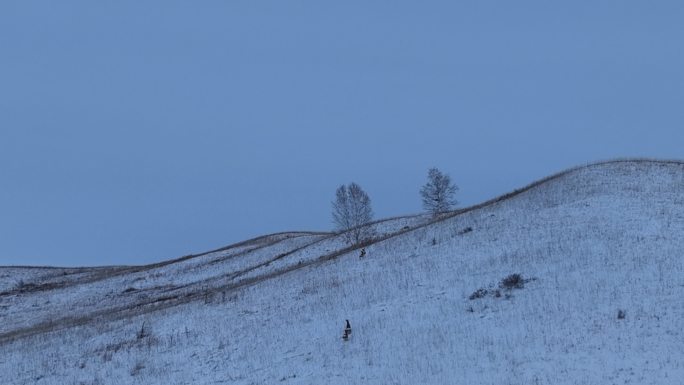 航拍雪原山坡奔跑的狍子