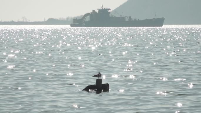 站在礁石上的海鸥海水礁石海浪海鸥大海