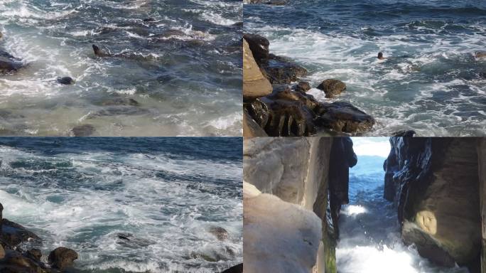 礁石蓝色海浪海豹游泳鵜鹕汹涌海水