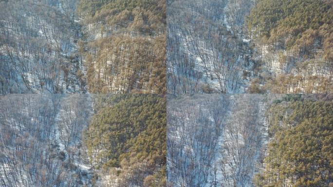 4K原素材-航拍雪后森林、净月潭森林