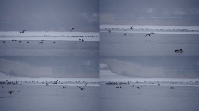 冬季河面上野生的绿头鸭在嬉戏飞翔觅食
