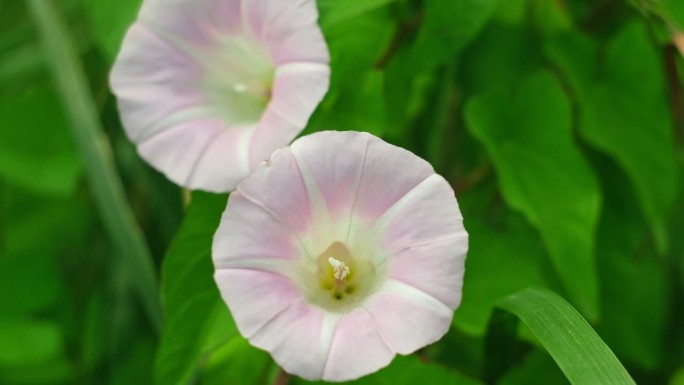 野旋花或旋花或欧洲旋花或匍匐珍妮或附藤多年生草本植物，有白色的大花，周围有茂密的绿叶。近距离