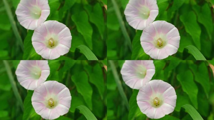 野旋花或旋花或欧洲旋花或匍匐珍妮或附藤多年生草本植物，有白色的大花，周围有茂密的绿叶。近距离