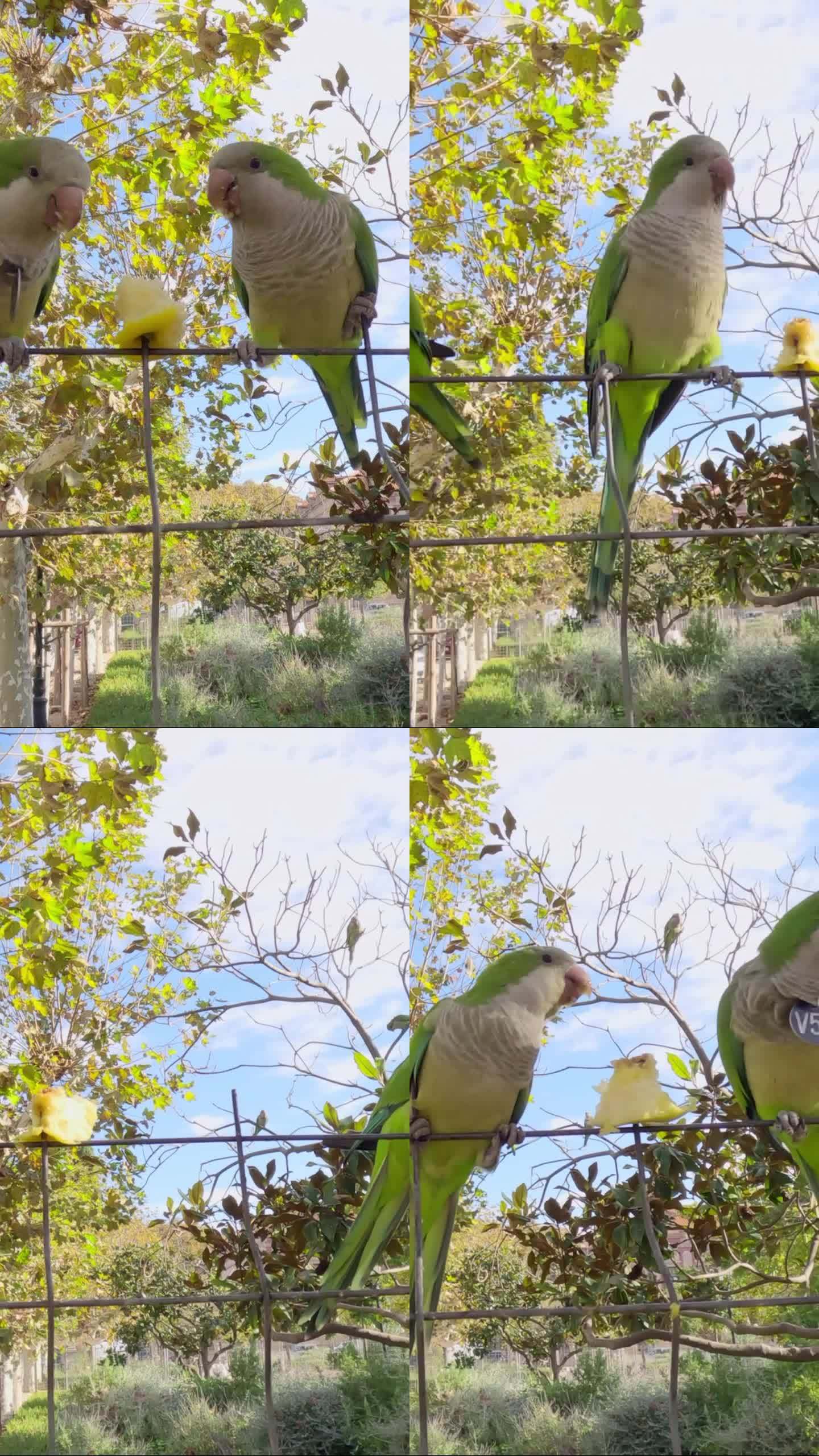和尚长尾小鹦鹉蹲在篱笆上吃苹果的特写