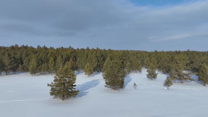 航拍呼伦贝尔林海雪原樟子松林