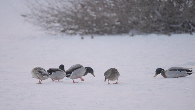 冬季河面上野生绿头鸭和麻雀在嬉戏飞翔觅食