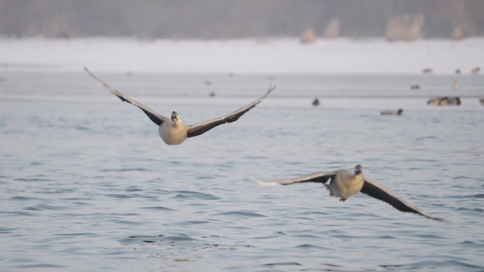 冬季河面上野生的大雁滑翔降落在水面