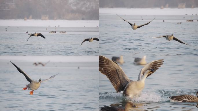 冬季河面上野生的大雁滑翔降落在水面