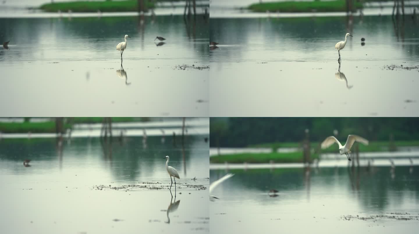 湿地小白鹭-升格动画