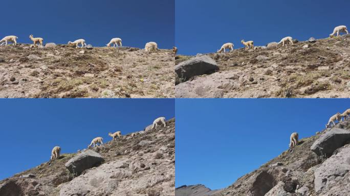 秘鲁村庄和羊驼在安第斯山脉，秘鲁，南美