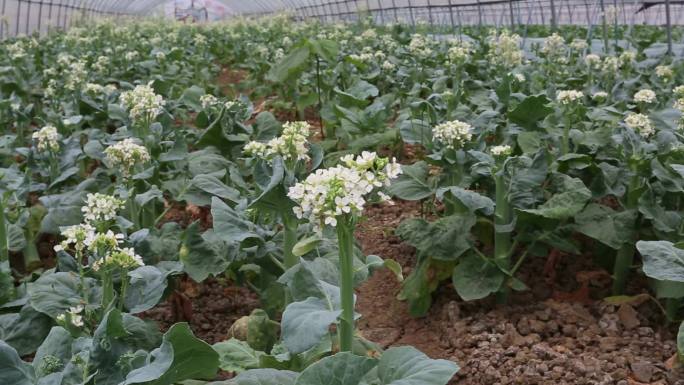 芥蓝植株外形 花期 大棚 温室 白花甘蓝