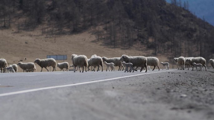 一群羊正走过马路。家畜的秋季牧场。