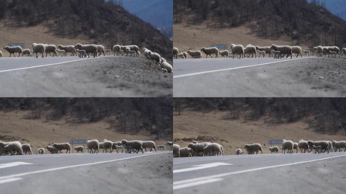 一群羊正走过马路。家畜的秋季牧场。