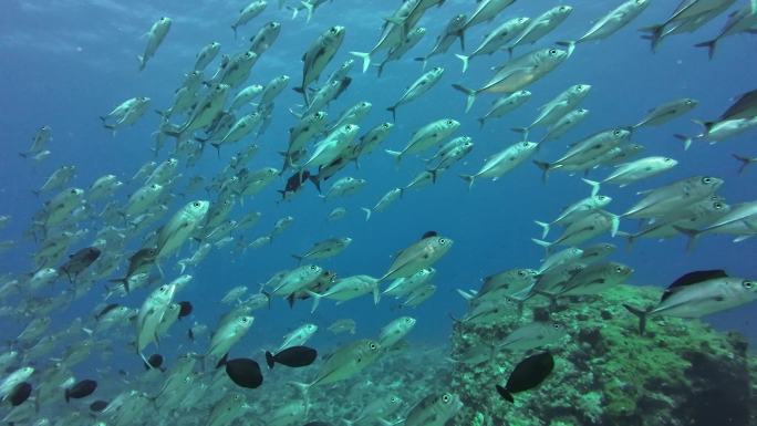 4k海洋生物热带鱼群特写水下摄影