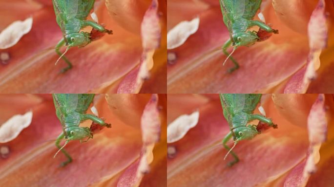一个特写镜头，一只绿色的大蚱蜢正在吃一朵橙色的花。静态微距镜头。