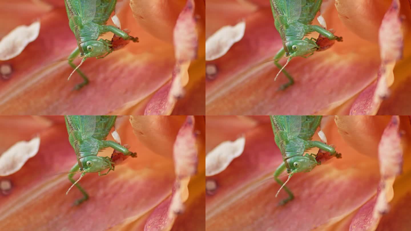一个特写镜头，一只绿色的大蚱蜢正在吃一朵橙色的花。静态微距镜头。