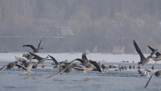 冬季河面上野生的大雁群在奔跑起飞