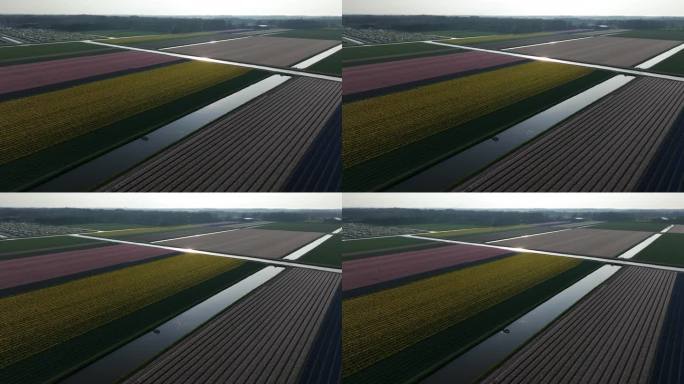 无人机拍摄的荷兰日落时分充满活力的彩色郁金香田和浇灌运河的画面