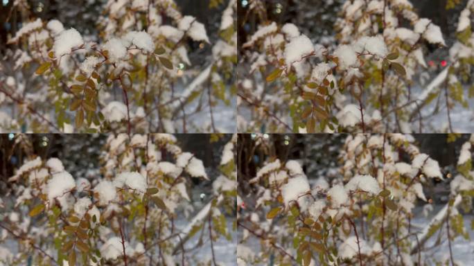 北京夜晚树叶上雪2