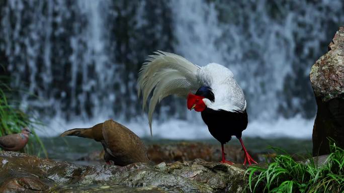雄鸟雌鸟白鹇在山林瀑布前觅食嬉戏